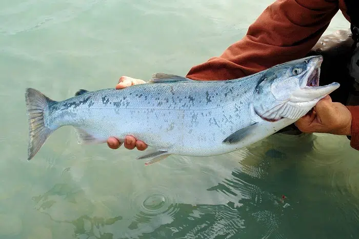 salmon Fly fishing