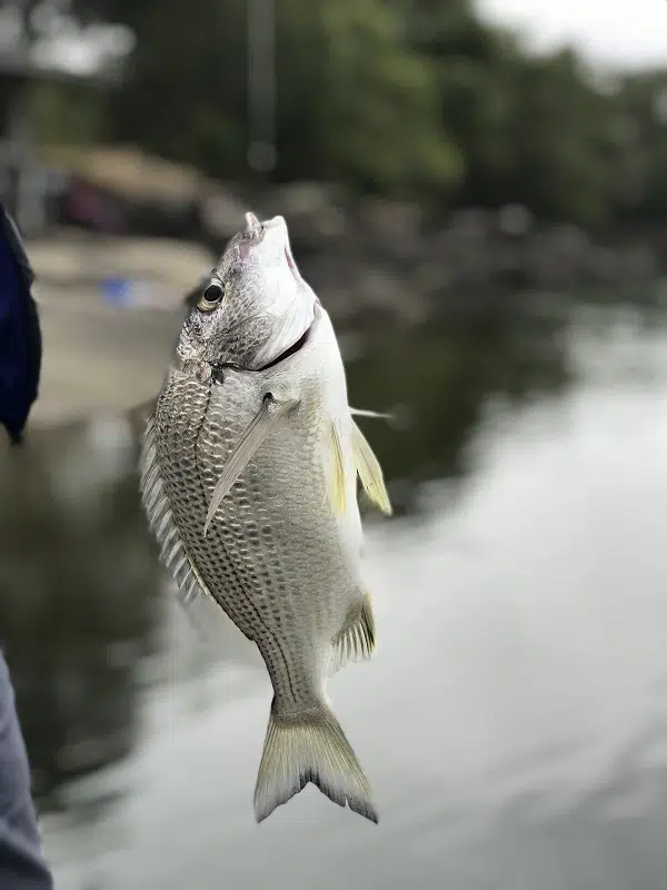 Bream Fishing