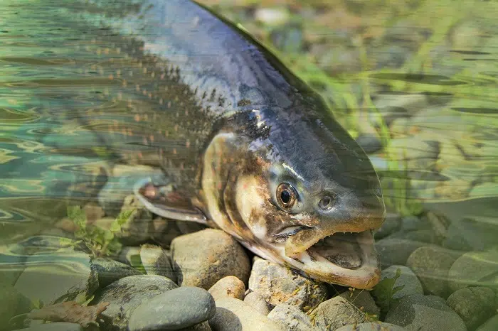 Harvest Salmon Flies