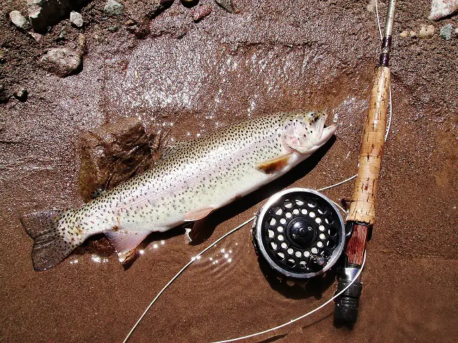 Match Fly Line to your Fly Rod