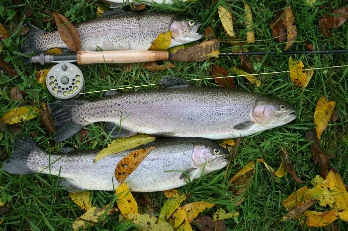 Salmon And Trout Fly Fishing Supplies