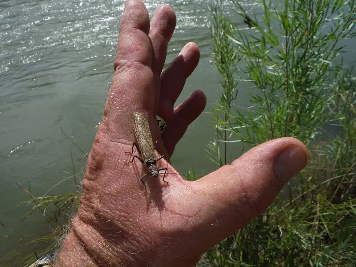 Salmon Flies