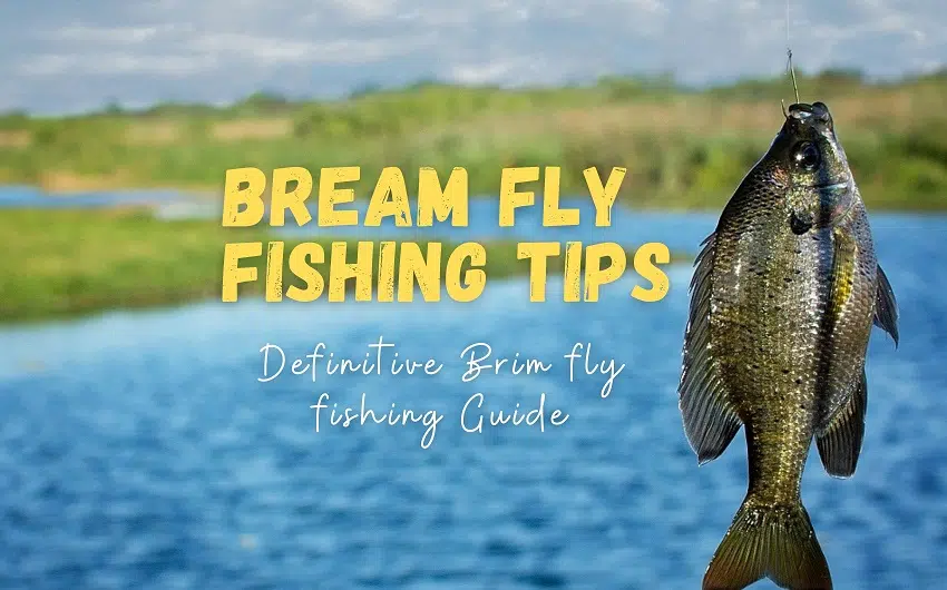 fly fishing for bream