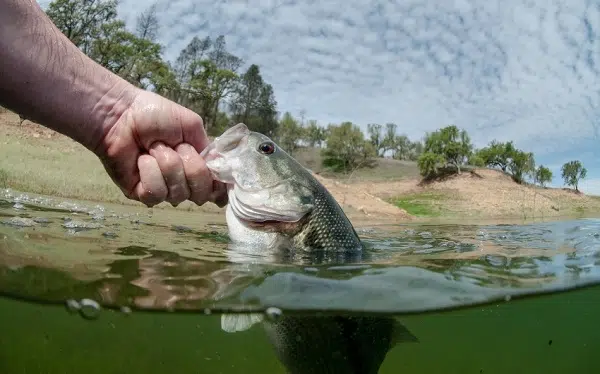 Bass fishing