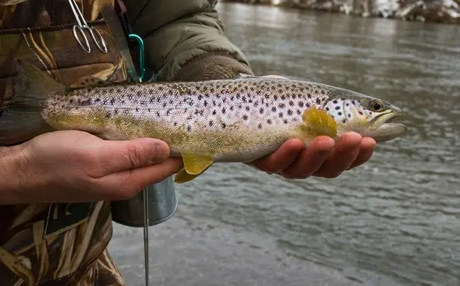 Is Trout Fishing Well In Winter