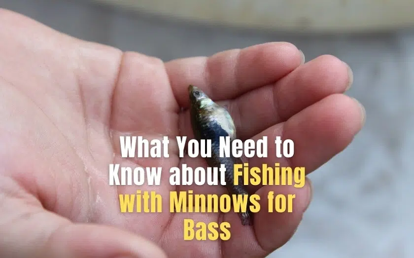 fishing with minnows for bass