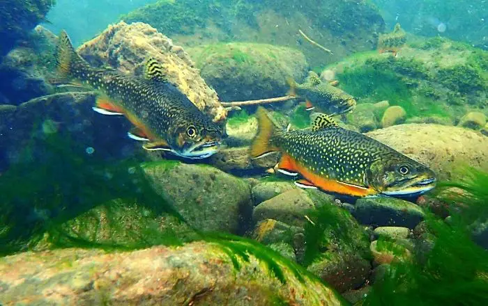 Where do brook trout live