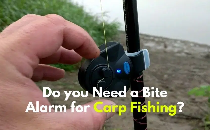 Do you need a bite alarm for carp fishing