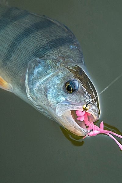 Fishing for perch