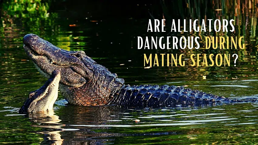 Is it safe to kayak during alligator mating season