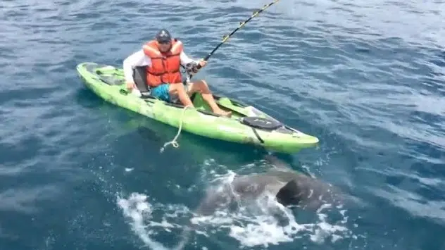 What color do kayaks attract sharks