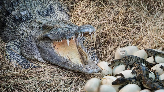 alligator breeding season