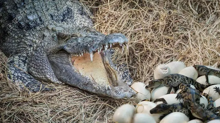 alligator breeding season