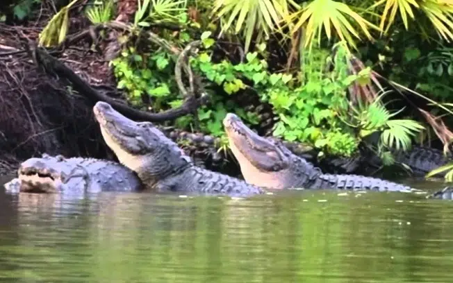 alligator mating season