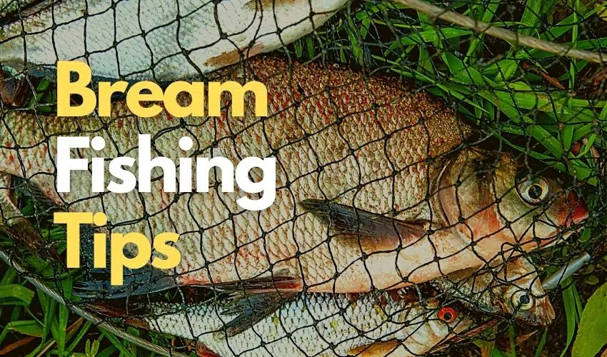Bream Fishing Tips