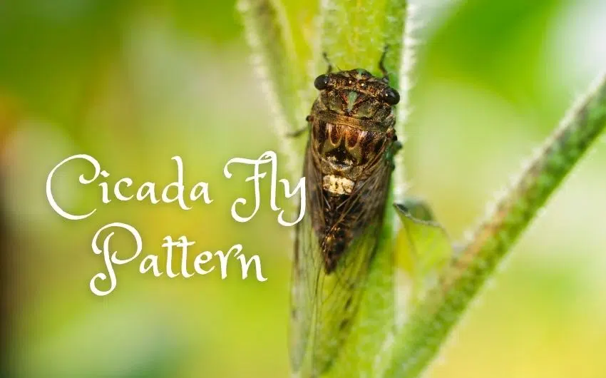 Cicada Fly Pattern