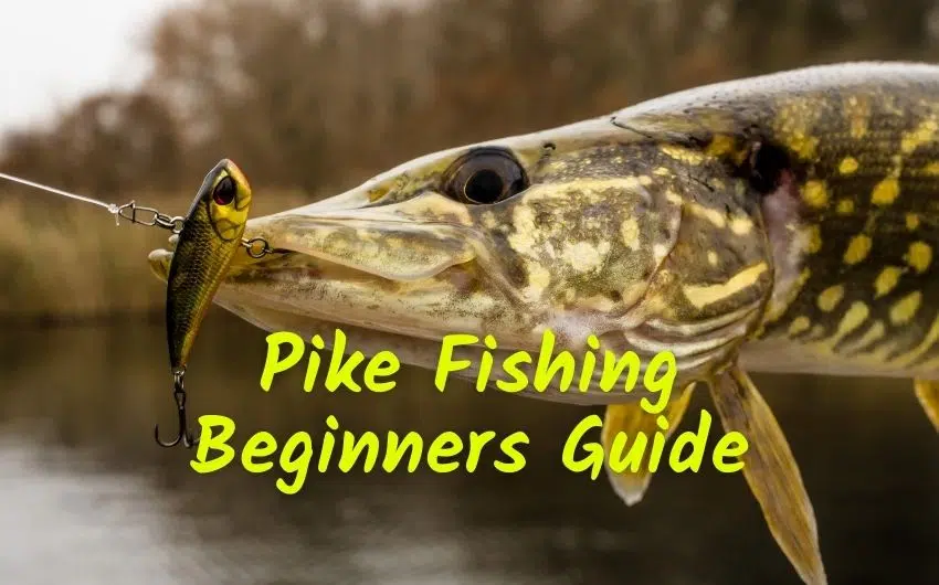 Pike Fishing Beginners Guide