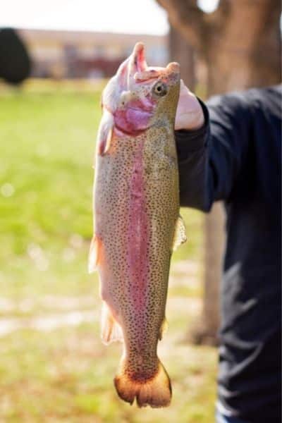 Rainbow trout fishing