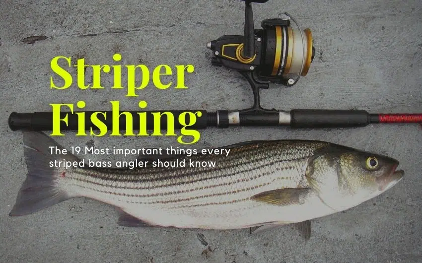 Striper Fishing