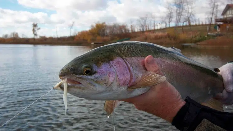 catch rainbow trout