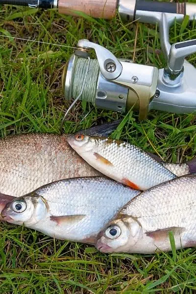 fishing for bream