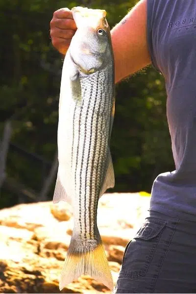 striped bass fishing