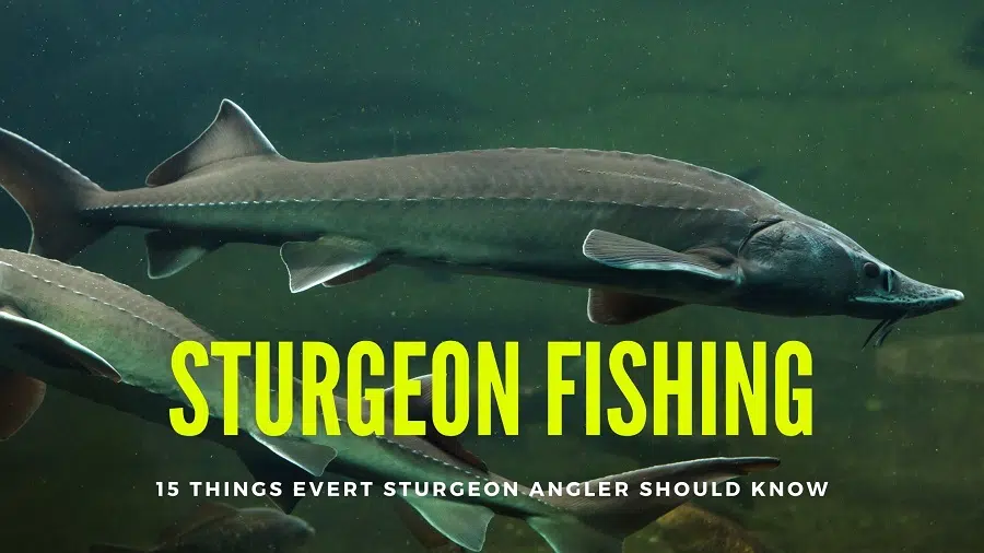 sturgeon fishing