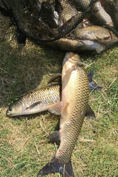 Grass carp fishing