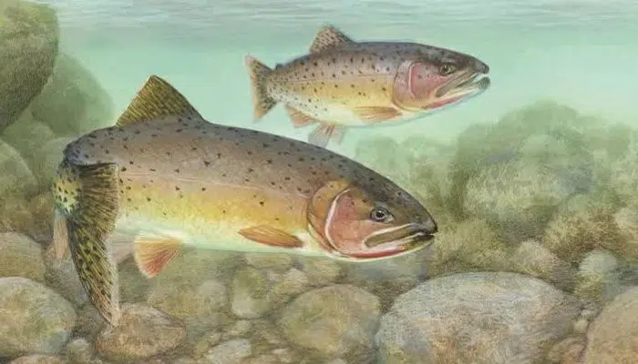 Paiute cutthroat trout