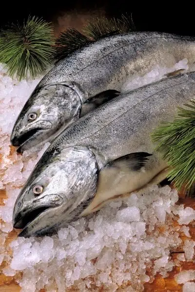 Silver pacific salmon vs Atlantic Salmon: What s the Difference?