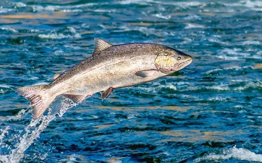 silver pacific salmon