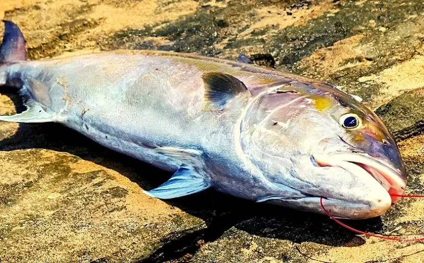 yellowfin jack fish