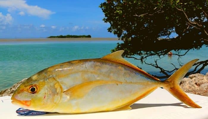 yellowfin jack fishing