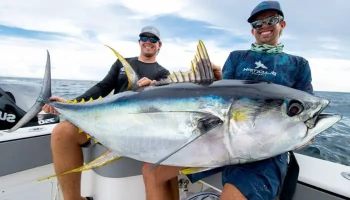 yellowtail vs yellowfin tuna
