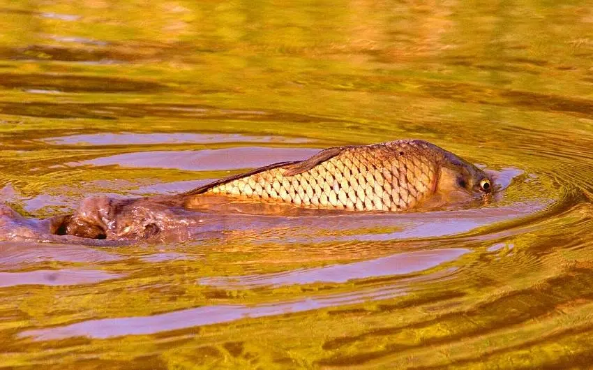 Can you fish when Carp are spawning