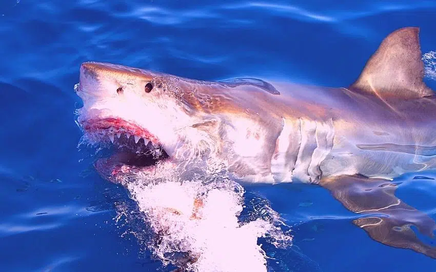 what to do if you accidentally catch a shark