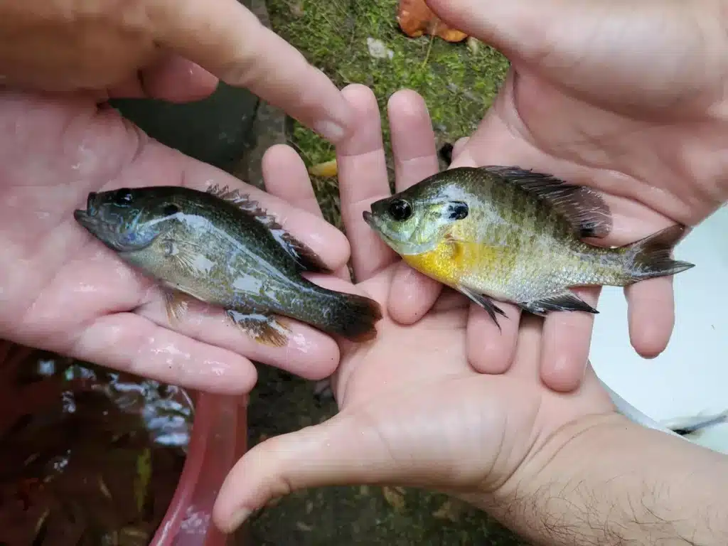 Hybrid Bass Bluegill - Can Bass and Bluegill Mate? 3 Bluegill and green sunfish compared by body shape and mouth size.