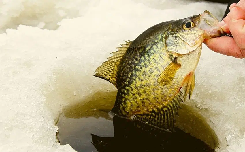 What Bait do you Use for Crappie Ice Fishing