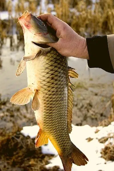 Where are Asian carp found in Illinois