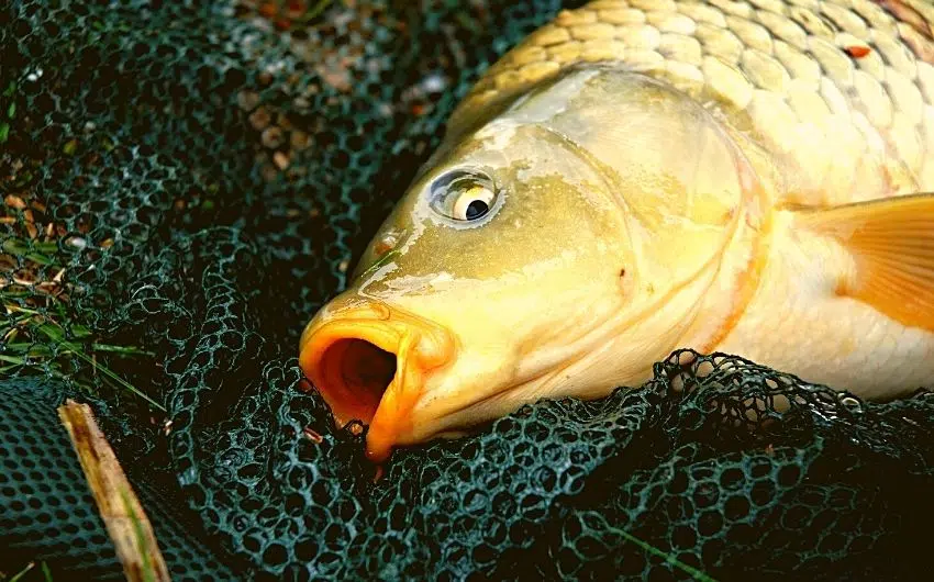 Where to Catch Asian Carp in Illinois
