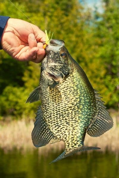 crappie fishing