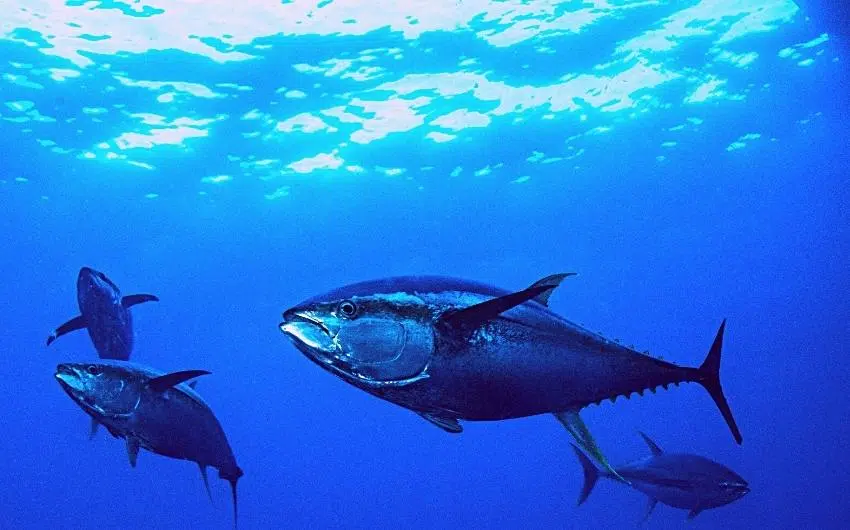 deep sea fishing reels for tuna