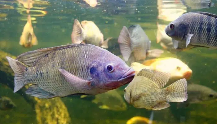 Tilapia fish