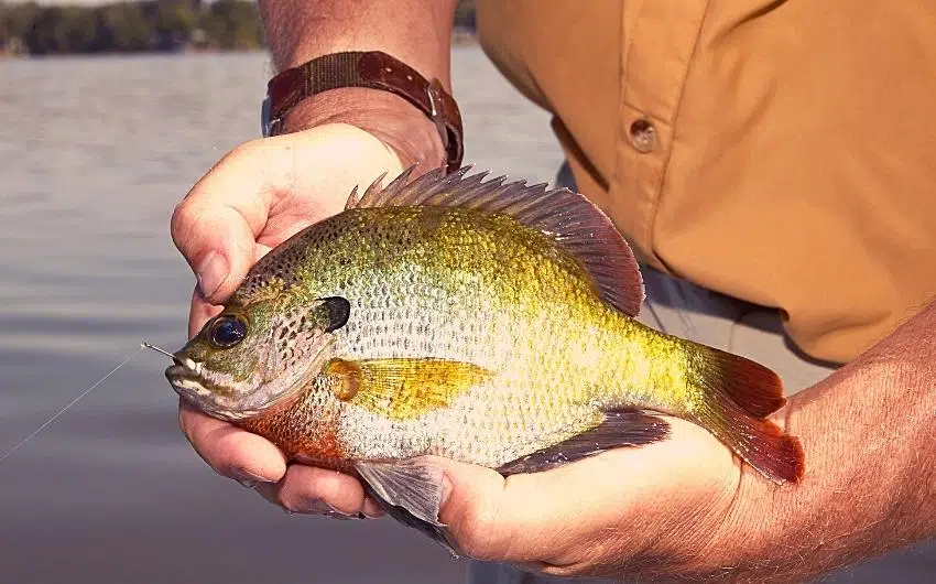 are bluegill good to eat