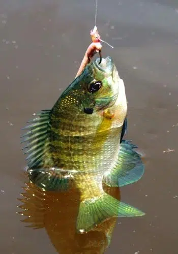 bluegill fishing