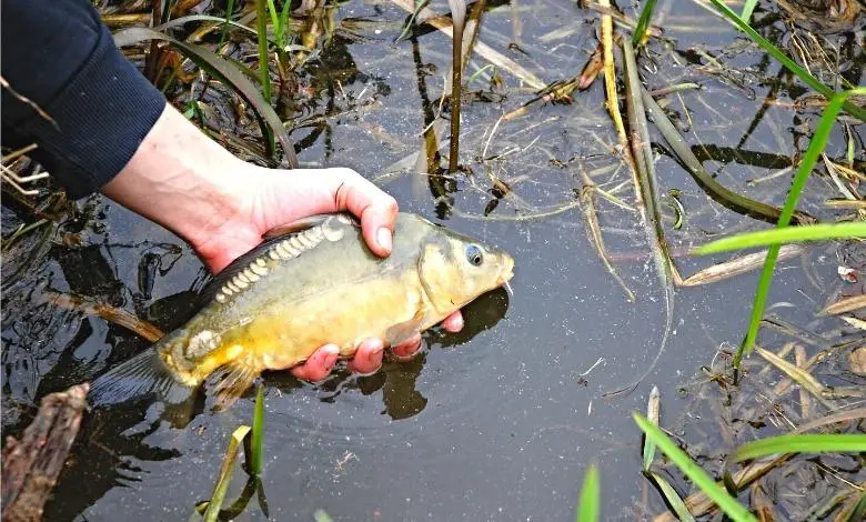 carp fish mirror