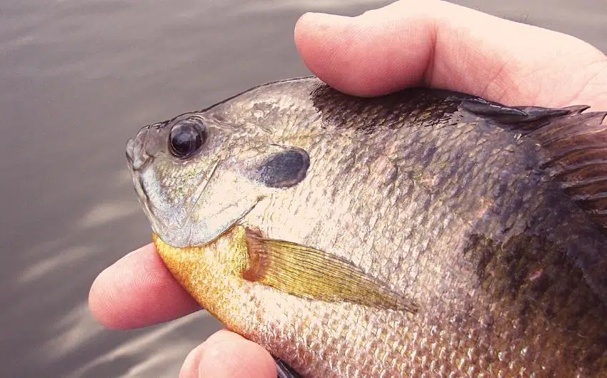 how big do bluegill have to be to keep