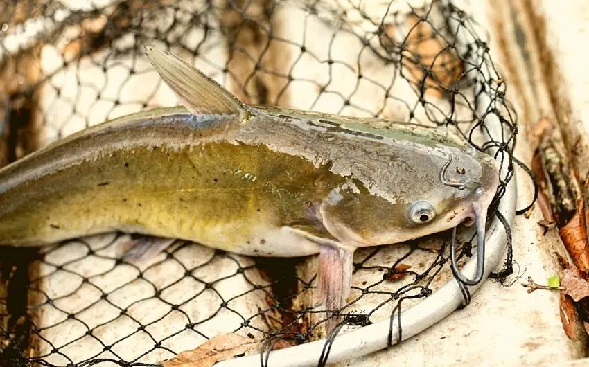how long can catfish live out of water