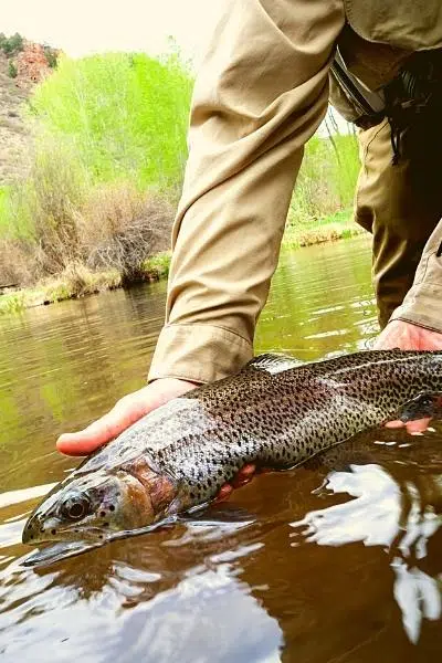 how to keep trout fresh after catching