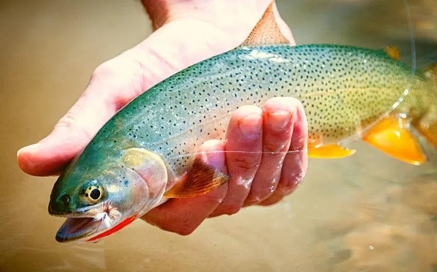 keep trout fresh after catching